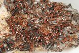 Ruby Red Vanadinite Crystals on Black/White Barite - Morocco #196347-1